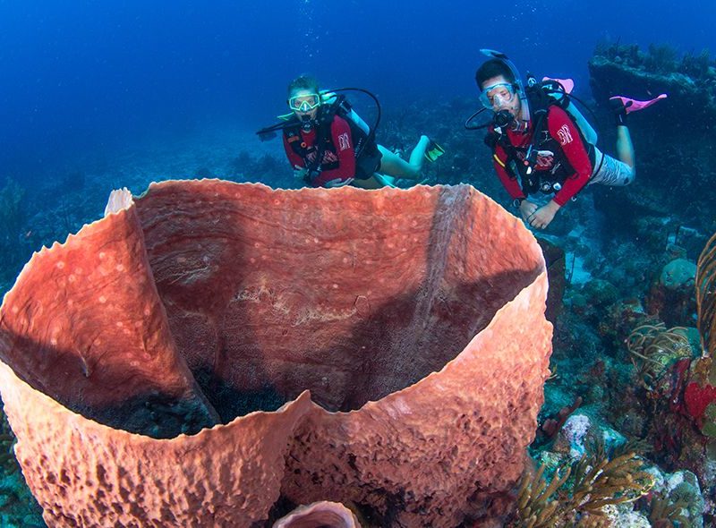 caribbean-tropical-marine-biology-broadreach