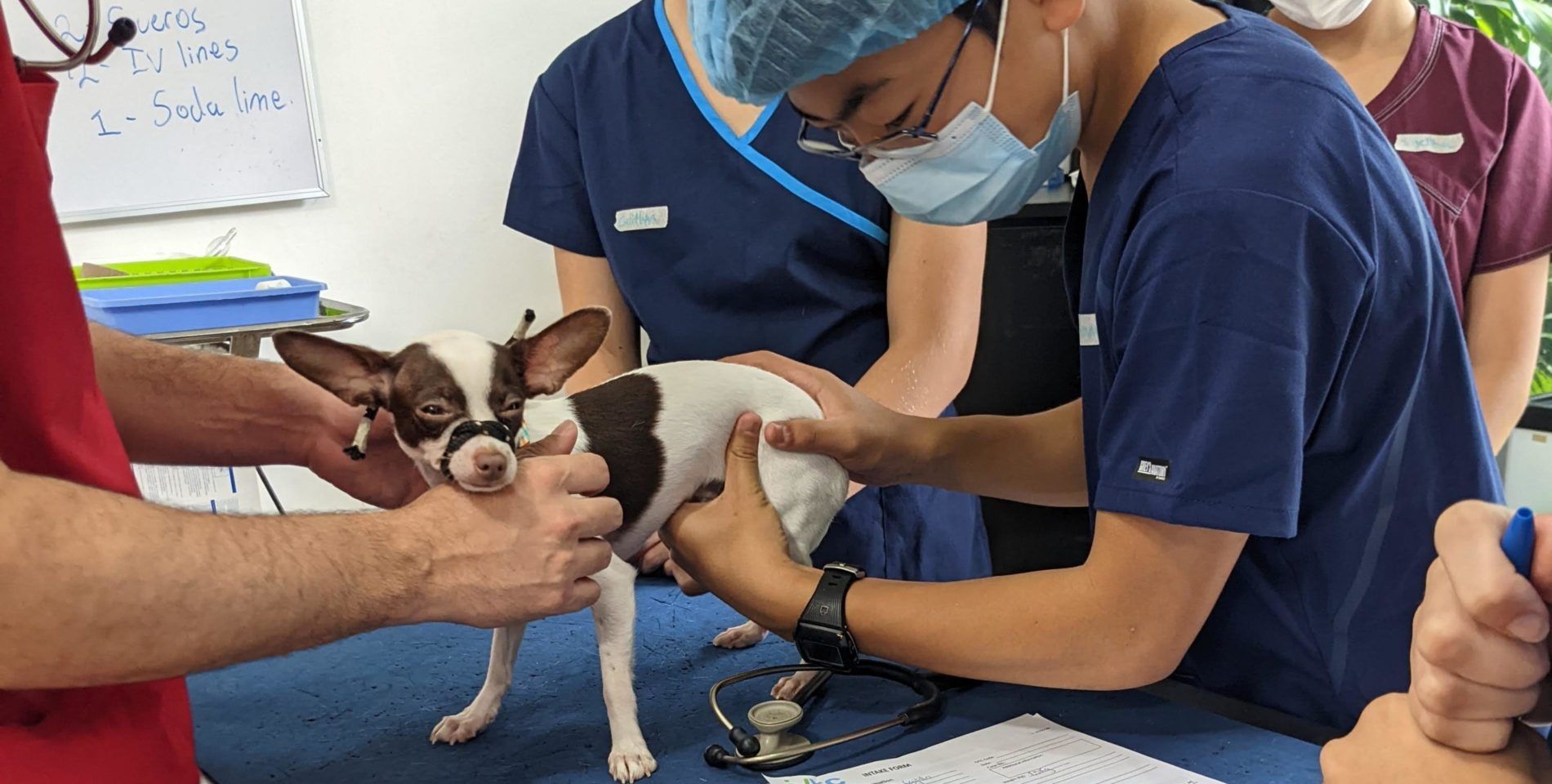 high school student assist veterinary examination in Costa Rica during vet medicine summer program