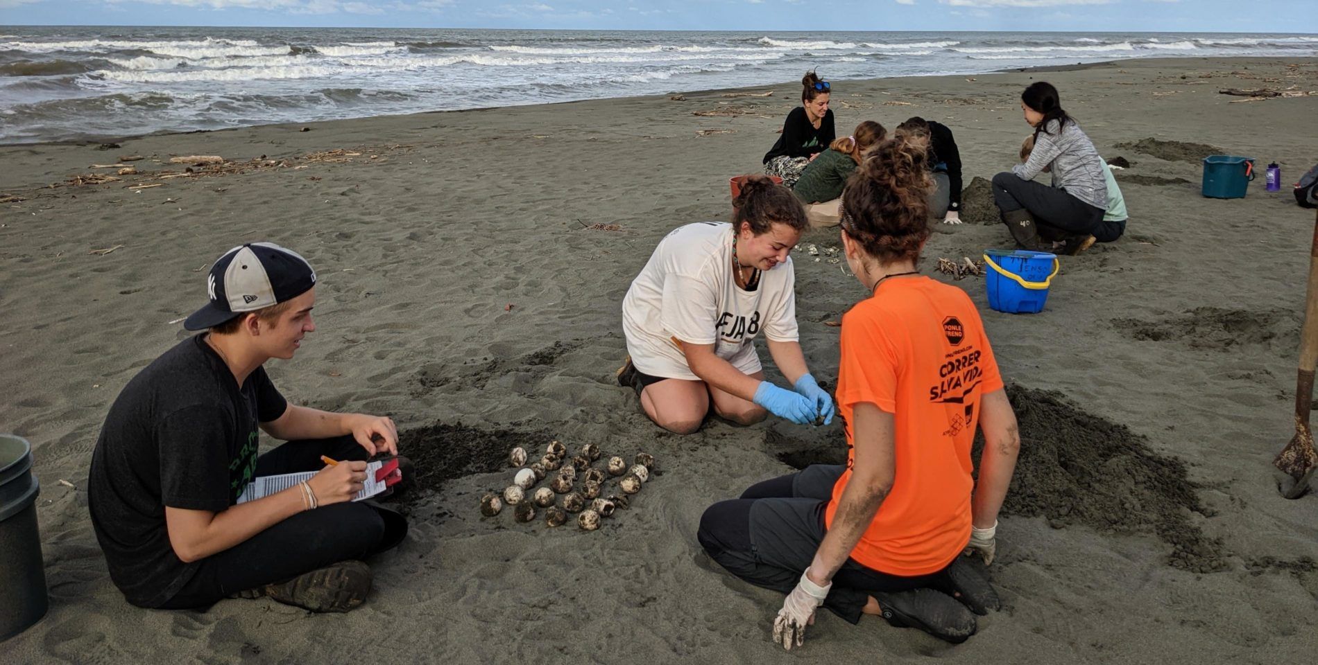 High school students study sea turtle eggs in Costa Rica on marine biology summer program