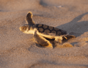 a Flatback turtle hatchling crawls across the sand