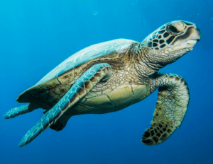 a green sea turtle swims underwater