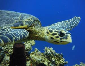 a hawksbill sea turtle swims underwater