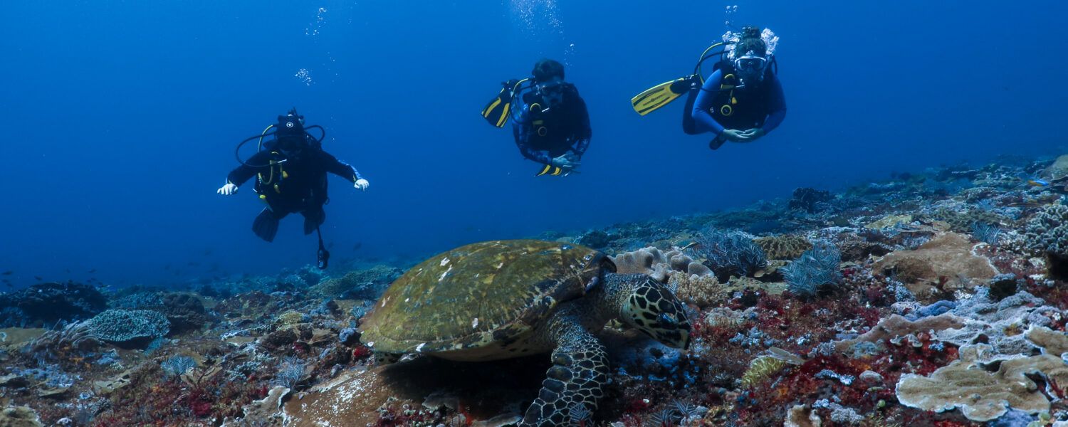 three teen divers underwater observe a sea turtle