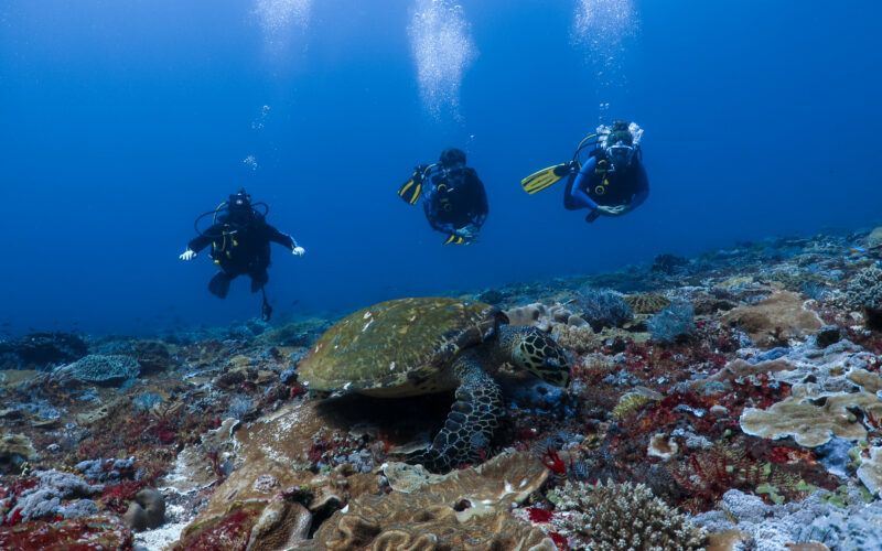 three teen divers underwater observe a sea turtle