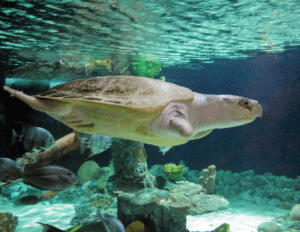 a Kemps Sea Turtle swims under water