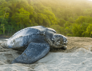 a leatherback sea turtle on a beach