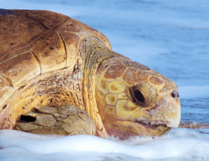 Closeup of a loggerhead turtle's head