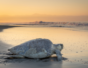 an adult Olive Ridley turtle on the beach at sunset