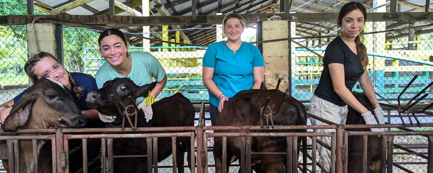 High school students pose with livestock during veterinary summer program in Costa Rica