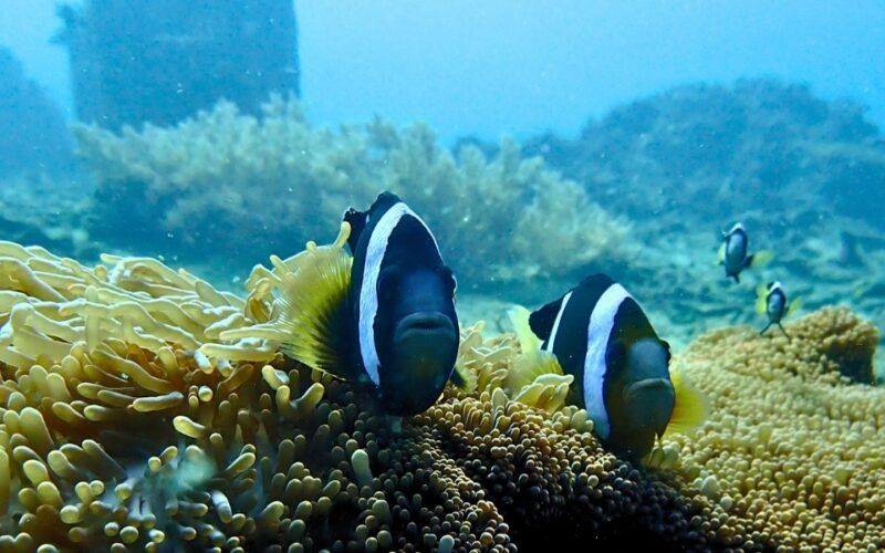 Tropical fish and corals in Bali