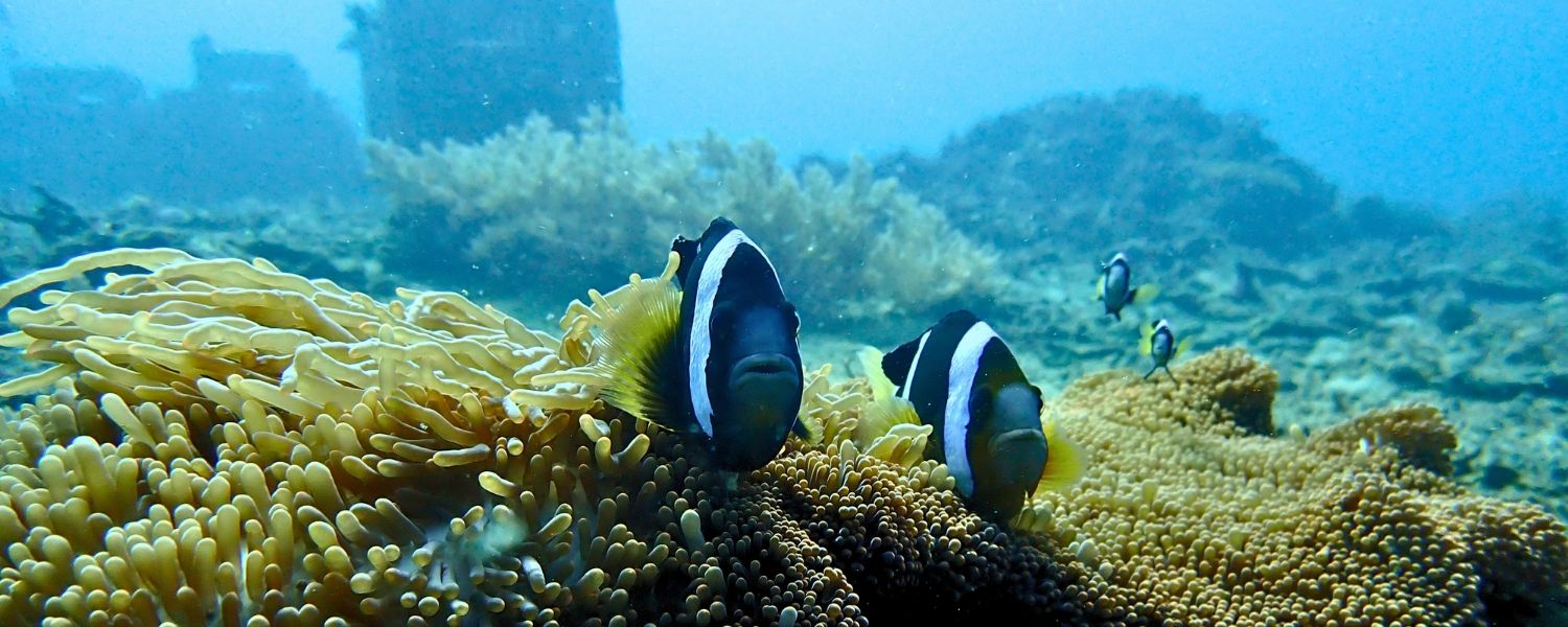 Tropical fish and corals in Bali