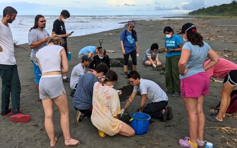 High school students on Costa Rican beach working with sea turtle hatchlings during conservation program