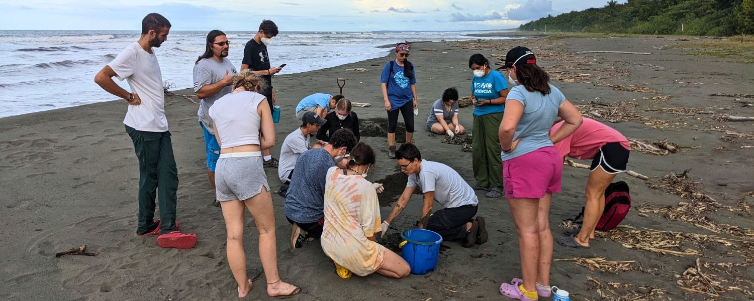 High school students on Costa Rican beach working with sea turtle hatchlings during conservation program