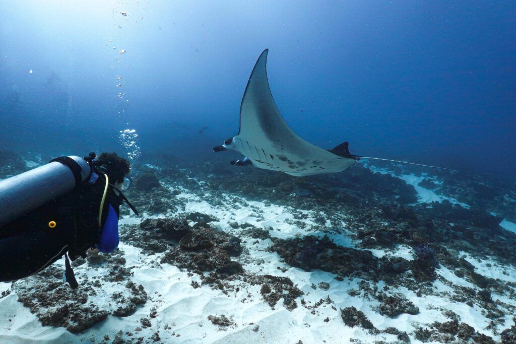 Teen diver and large manta ray in Bali on Broadreach trip